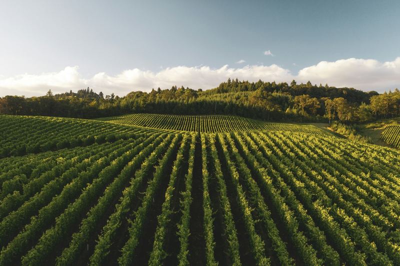 Rows of green grapevines in a vineyard under a warm low sun
