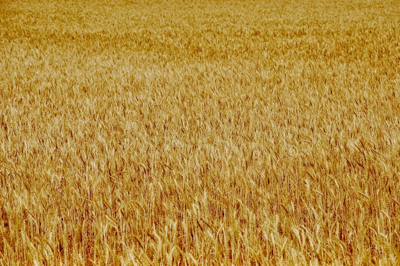 Close view of a golden wheat crop ready for harvest